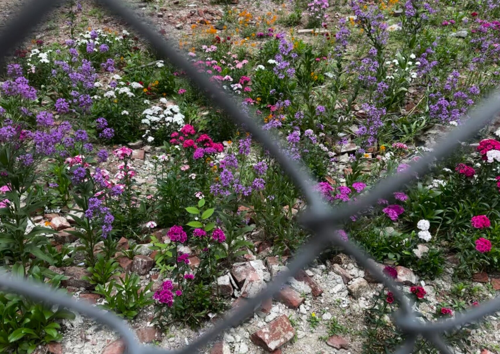 Close view through a chain-link fence of pink, purple, and white flowers growing among broken bricks.