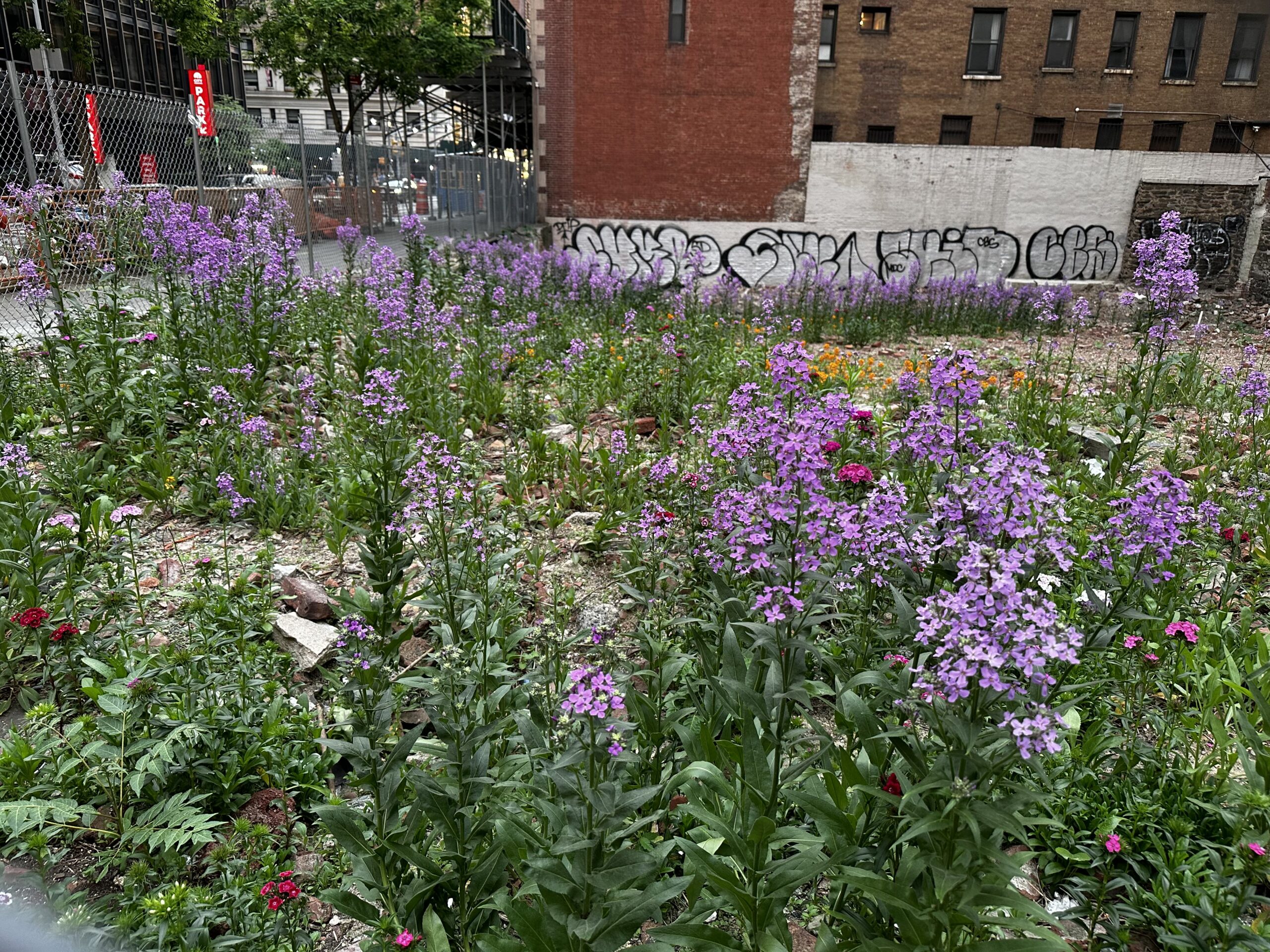 The Lot Across the Street