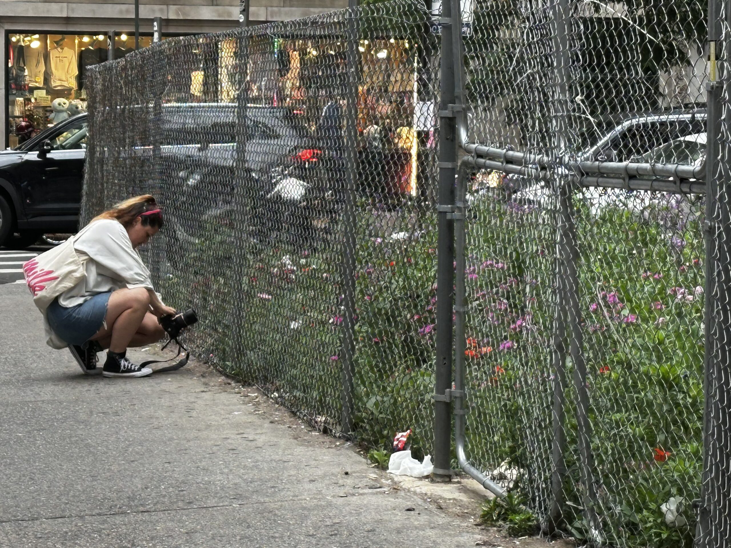 A person crouching on the sidewalk photographing wildflowers through a chain-link fence around a vacant lot.